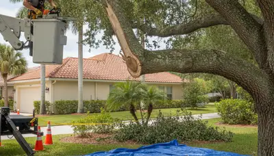 Arborist removing dead tree branches safely in Kissimmee, FL during professional storm-prep trimming service
