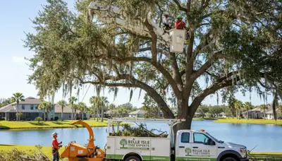 Professional tree removal service crew working safely in Kissimmee FL yard