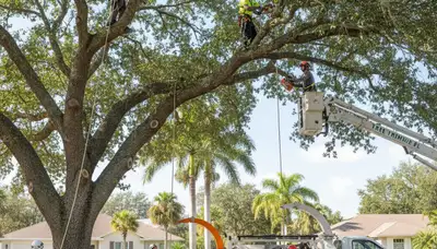 Professional tree removal service crew in Kissimmee FL safely cutting and clearing large oak tree