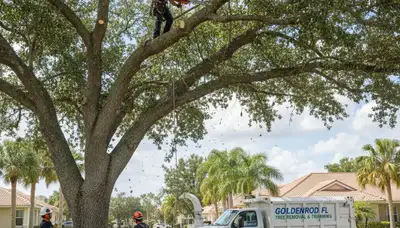 Professional tree removal service crew working safely in Kissimmee FL residential neighborhood
