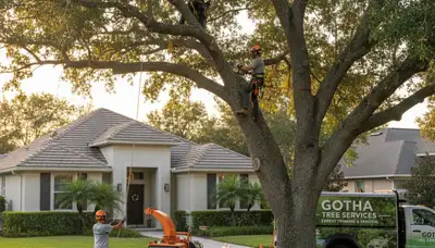 Professional tree removal service in Kissimmee FL by certified arborists