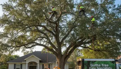 Professional tree removal service in Kissimmee FL safely cutting and clearing large oak trees