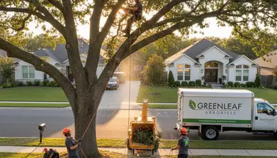 Arborist trimming palm tree branches in Kissimmee, FL for professional tree maintenance services