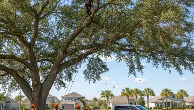 Professional tree removal service team working safely in Kissimmee FL yard