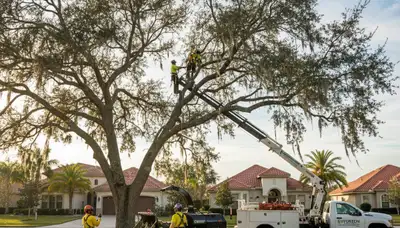 Professional tree removal service crew working safely in Kissimmee FL