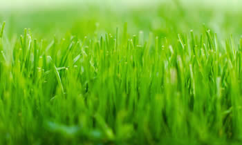 Lawn Service in Kissimmee FL Lawn Care in Kissimmee FL Lawn Mowing in Kissimmee FL Lawn Professionals in Kissimmee FL