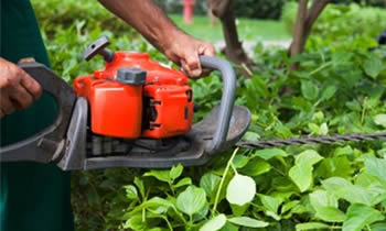 Shrub Removal in Kissimmee FL Shrub Removal Services in Kissimmee FL Shrub Care in Kissimmee FL Landscaping in Kissimmee FL