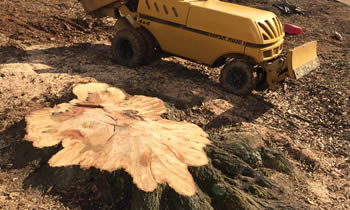 Stump Removal in Kissimmee FL Stump Removal Services in Kissimmee FL Stump Removal Professionals Kissimmee FL Tree Services in Kissimmee FL