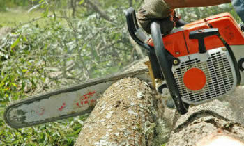 Tree Removal in Kissimmee FL Tree Removal Quotes in Kissimmee FL Tree Removal Estimates in Kissimmee FL Tree Removal Services in Kissimmee FL Tree Removal Professionals in Kissimmee FL Tree Services in Kissimmee FL