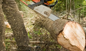 Tree Service in Kissimmee FL Tree Service Estimates in Kissimmee FL Tree Service Quotes in Kissimmee FL Tree Service Professionals in Kissimmee FL 