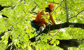 Tree Trimming in Kissimmee FL Tree Trimming Services in Kissimmee FL Tree Trimming Professionals in Kissimmee FL Tree Services in Kissimmee FL Tree Trimming Estimates in Kissimmee FL Tree Trimming Quotes in Kissimmee FL