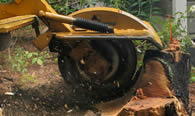 Stump Removal in Kissimmee FL