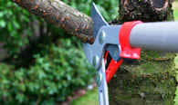 Tree Pruning Services in Kissimmee FL