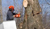 Tree Removal in Kissimmee FL